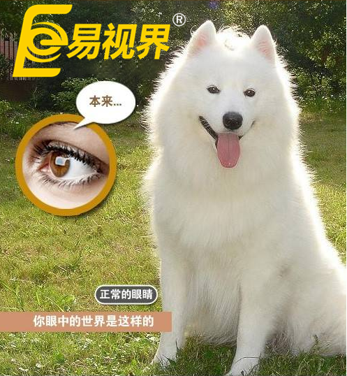 不一樣的眼病，不一樣的世界