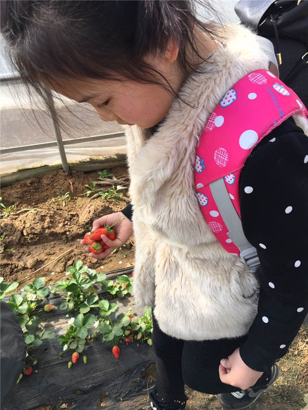 易視界小客戶(hù)在認真摘草莓
